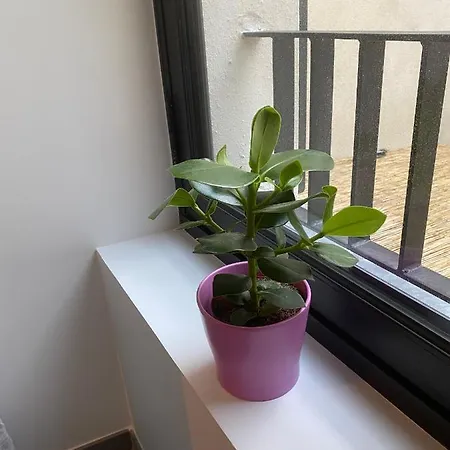 Joli Petit Nid Douillet En Centre *